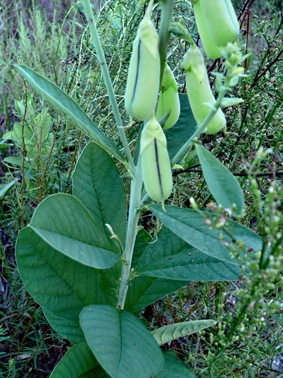 {Crotalaria spectabilis}